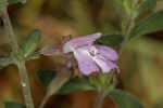 Florida calamint